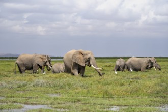 African elephants (Loxodonta africana), herd in Longinye Swamp, Amboseli National Park, Rift Valley