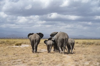 African elephants (Loxodonta africana), herd in dry savanna seen from behind, Amboseli National