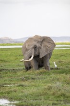 African elephant (Loxodonta africana), in Longinye Swamp, Amboseli National Park, Rift Valley