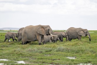 African elephant (Loxodonta africana), herd in Longinye Swamp, Amboseli National Park, Rift Valley