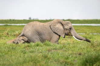 African elephant (Loxodonta africana), mother and young in Longinye Swamp, Amboseli National Park,