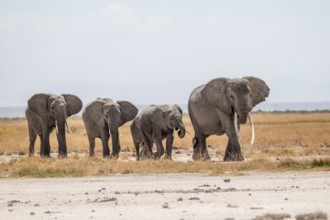 Four African elephants (Loxodonta africana), in dry savanna, Amboseli National Park, Rift Valley