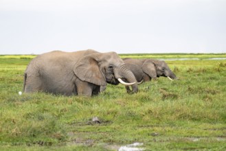 Two African elephants (Loxodonta africana), in Longinye Swamp, Amboseli National Park, Rift Valley