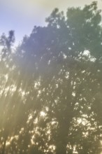 Blurry tree at sunset light glimpsing through leaves, in Schimberg, Eichsfeld, Thuringia, Germany