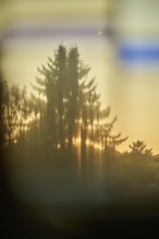Coniferous tree at sunset, in Schimberg, Eichsfeld, Thuringia, Germany