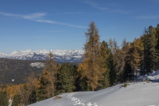 Autumn atmosphere, first snow on the mountains, autumn leaves, Stoderzinken near Gröbming, Styria,
