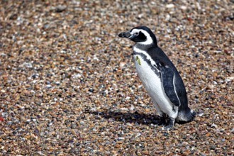 Single penguin on gravelly ground, The Magellanic Penguin (Spheniscus magellanicus) from Punta