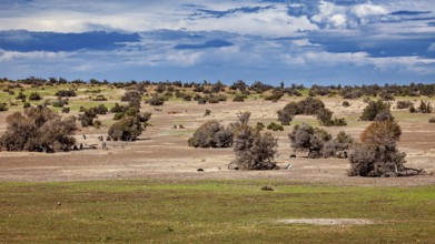 A barren desert landscape with scattered bushes under a cloudy sky, The landscape near Punta Tombo
