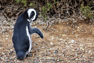 A penguin stands on rocky ground in front of a bush, The Magellanic Penguin (Spheniscus