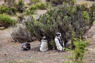 Group of penguins next to shrubs in an arid landscape, The Magellanic Penguin (Spheniscus