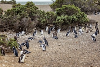 Large penguin colony next to shrubs and on the coast, The Magellanic Penguin (Spheniscus
