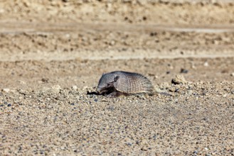 An armadillo lies on a sandy ground in the desert, the brown-bristled armadillo (Chaetophractus
