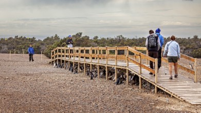 People walking on a jetty in a dry coastal landscape, The Magellanic Penguin (Spheniscus