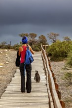 A woman with a blue backpack walks on a wooden path next to a penguin under a stormy sky, The