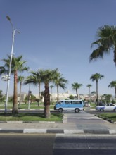 Lively city streets with lawns buried in the shade of date palms in tropics.The photo was taken in