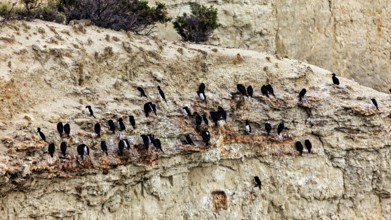 Cormorant colony on eroded cliffs, natural wilderness atmosphere, the rock scar (Leucocarbo