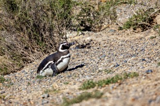 A single penguin sits quietly on earthy ground surrounded by shrubs, The Magellanic Penguin