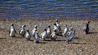 A group of penguins gather on a gravelly beach with water in the background, The Magellanic Penguin