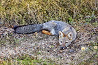 A fox lies relaxed on the ground, surrounded by nature and grasses, The Argentinean fighting fox