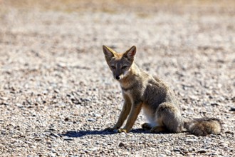 A young fox sits on a gravel path and shows a curious attitude, The Argentinean fighting fox