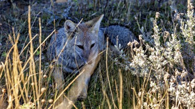 A fox hides among tall grasses and quietly observes the surrounding area, The Argentinean fighting