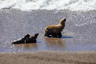 Three sea lions stand in shallow water at the edge of the coast, the maned seals (Otaria