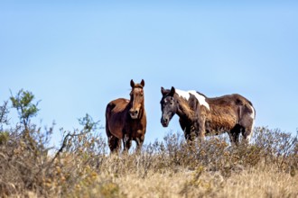 Two horses stand in an overgrown meadow under clear blue skies, The wild horses on the Valdes
