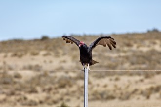 A vulture with spread wings sits on a wire fence in a barren desert landscape, turkey vultures