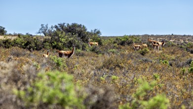 A flock of guanacos grazes in a vast, vegetated desert landscape, wild guanaco (Llama guanicoe) on