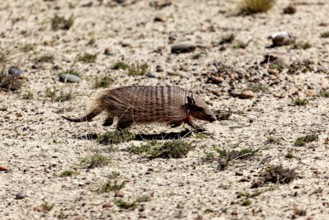 An armadillo moves through the desert on a dusty path, The brown-bristled armadillo (Chaetophractus