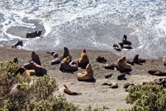 Sea lions enjoy the sun on the beach with nearby waves, The maned seals (Otaria flavescens) on