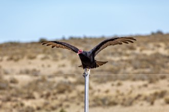 A vulture with spread wings sits on a wire fence in a barren desert landscape, turkey vultures