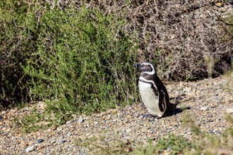 A penguin stands next to green shrubs on gravelly ground, The Magellanic Penguin (Spheniscus