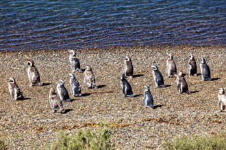 Penguins stand in various positions on a pebble beach close to the water, The Magellanic Penguin
