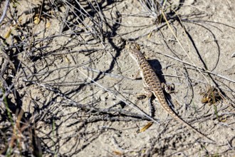A lizard basks on dry sand among grasses and branches, a common mugwort lizard (Sceloporus