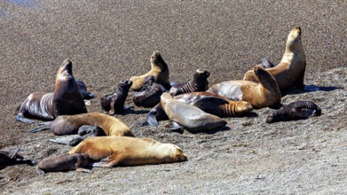 Sea lions rest in the sunshine on the sandy coastal area, the maned seals (Otaria flavescens) on