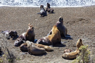 Group of sea lions lying quietly on sandy beach near the sea, the maned seals (Otaria flavescens)