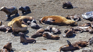 Collection of sea lions lying in the sun on the beach, The maned seals (Otaria flavescens) on the