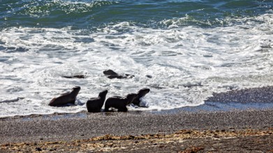 Sea lions at the water's edge where the waves meet the beach, The maned seals (Otaria flavescens)