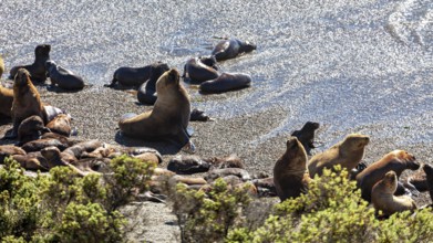 Sea lions rest on a sunlit sandy beach overlooking the sea in a natural landscape, the maned seals