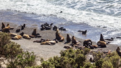 Sea lions frolic on the coast, relax and enjoy the ocean waves on the beach, the maned seals