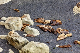 A group of sea lions rest on a rocky beach and enjoy the peaceful coastal atmosphere, the maned