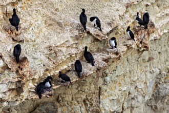 Group of cormorants on rocky cliffs, natural environment, The rock scar (Leucocarbo magellanicus)