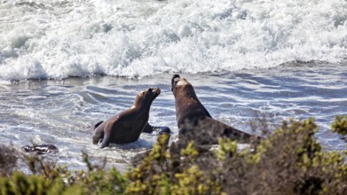 Sea lions play in ocean waves surrounded by sand and plants as they interact with each other, The