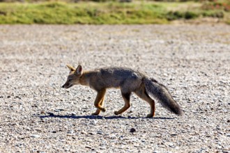 A fox runs across a gravel path in nature surrounded by sunshine, The Argentinean fighting fox