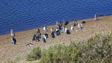 A group of penguins stand on a pebble beach next to blue water in natural surroundings, The