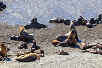 Sea lions rest on the beach under the sun. The animals enjoy the relaxed atmosphere on the grey