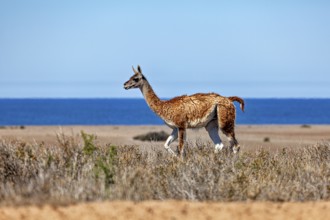 A guanaco stands in a desert-like landscape with a view of the blue sea, wild guanaco (Llama