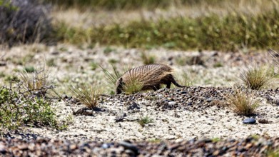 An armadillo runs through a dry desert landscape with sparse vegetation, the brown-bristled