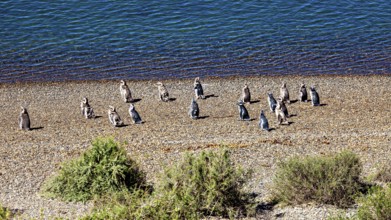 Penguins are widely scattered on a pebble beach with water in the background, The Magellanic